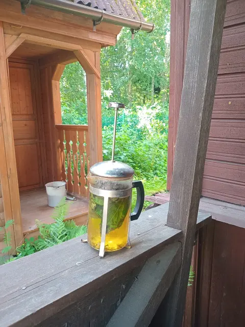 Grüner Tee mit frischen Johannisbeerblättern in einer gläsernen Pressstempelkanne auf einer Fensterbank.