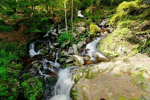 Wasserlauf mit weichen weißen Wasserbahnen zwischen Steinen und Bäumen