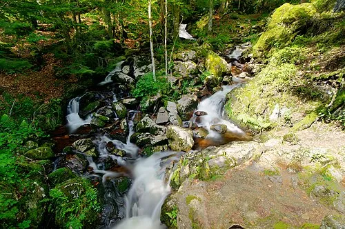 Wasserlauf mit weichen weißen Wasserbahnen zwischen Steinen und Bäumen