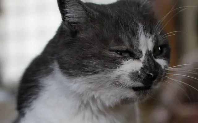 Nahes Porträt einer grau-weißen Katze mit unscharfem Hintergrund